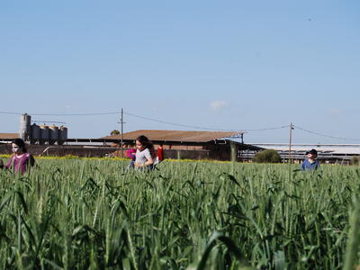 טיולי חמנית 2008
