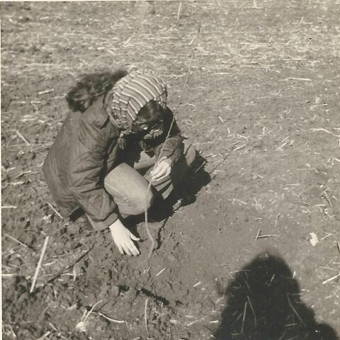 נטיעת השקדים 1973
