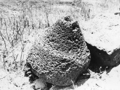 עתיקות כפר חרוב 1973