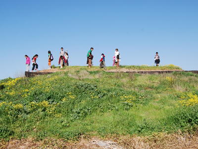 טיולי חמנית 2008