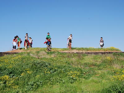 טיולי חמנית 2008