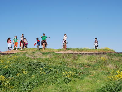 טיולי חמנית 2008
