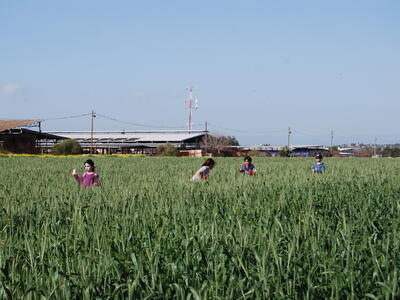 טיולי חמנית 2008