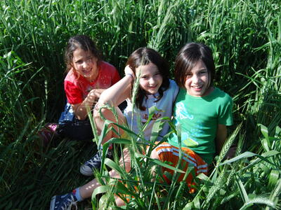 טיולי חמנית 2008