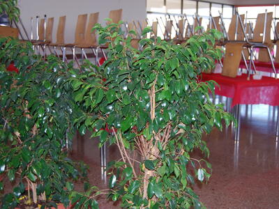 פורים בחמנית 2008